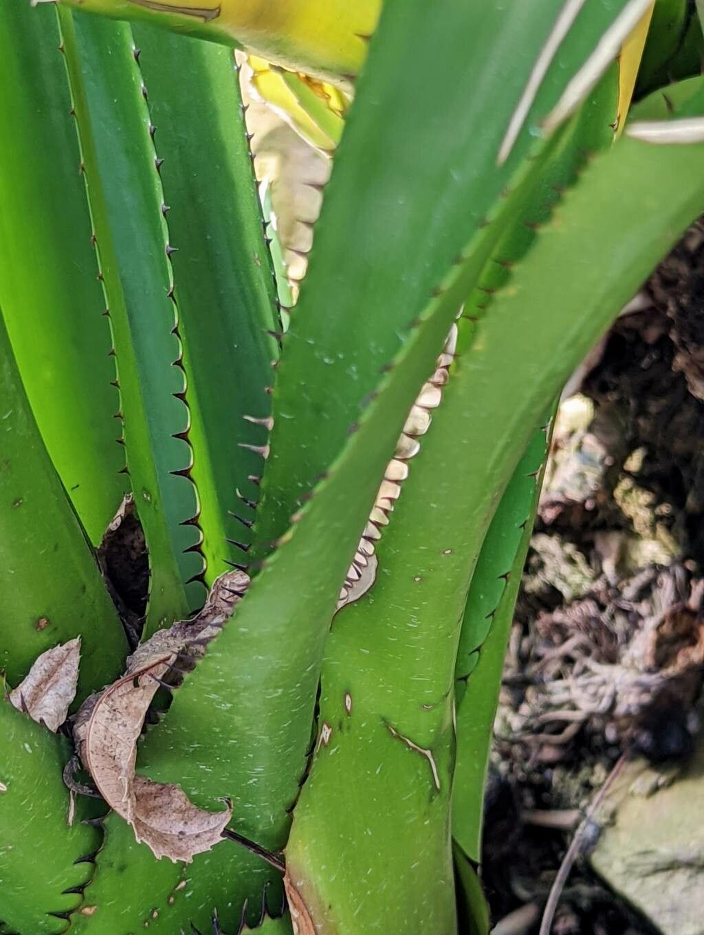 Portea petropolitana — search result for 'Bromeliaceae'