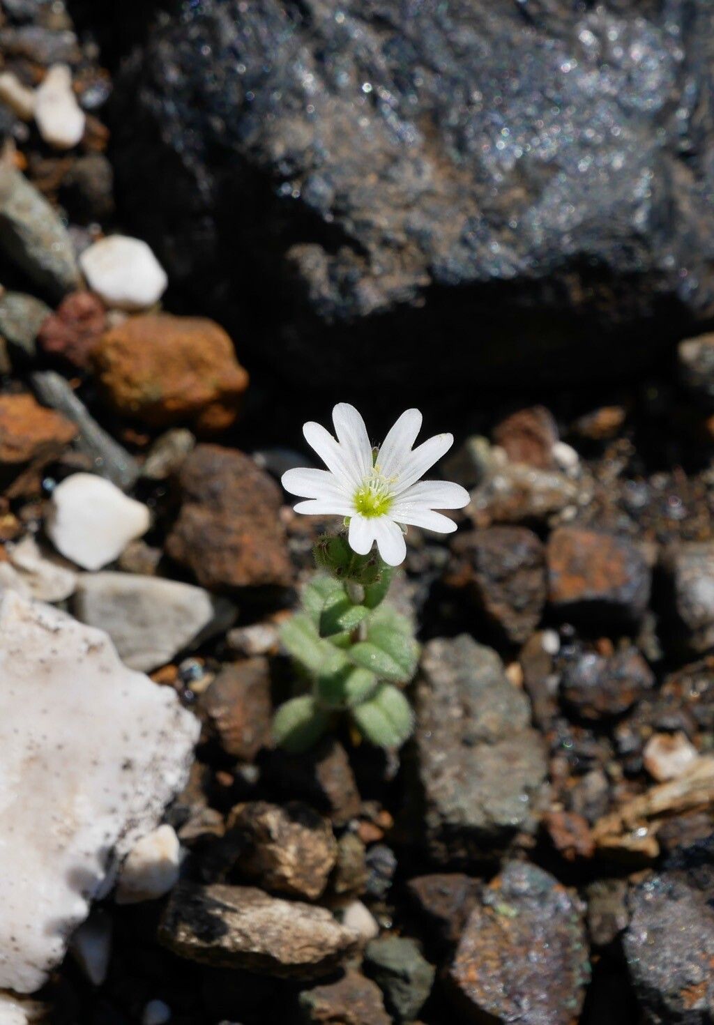 Cerastium ligusticum flower