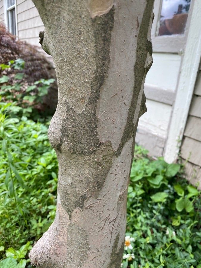 Stewartia sinensis bark