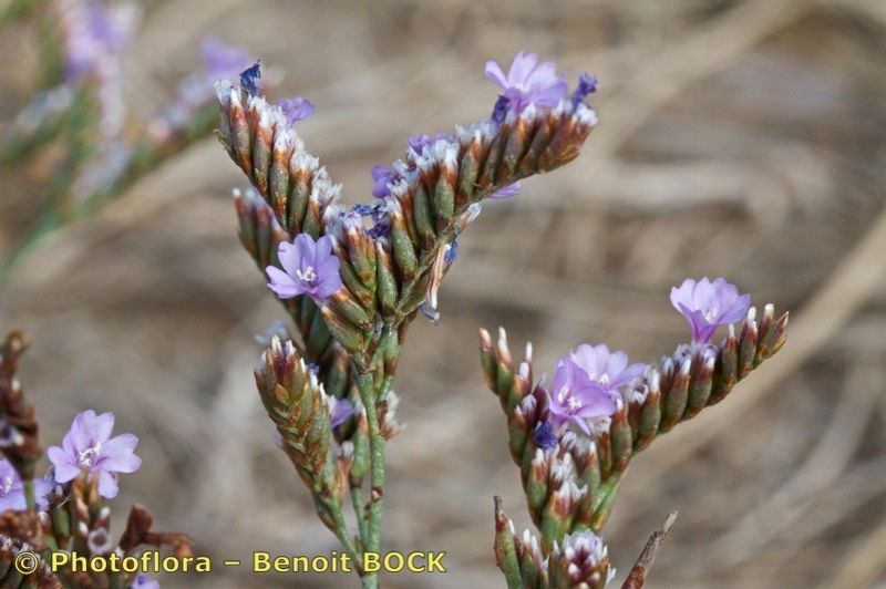 Limonium glomeratum other