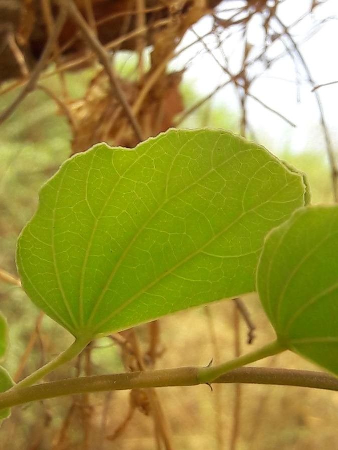 Piliostigma reticulatum leaf