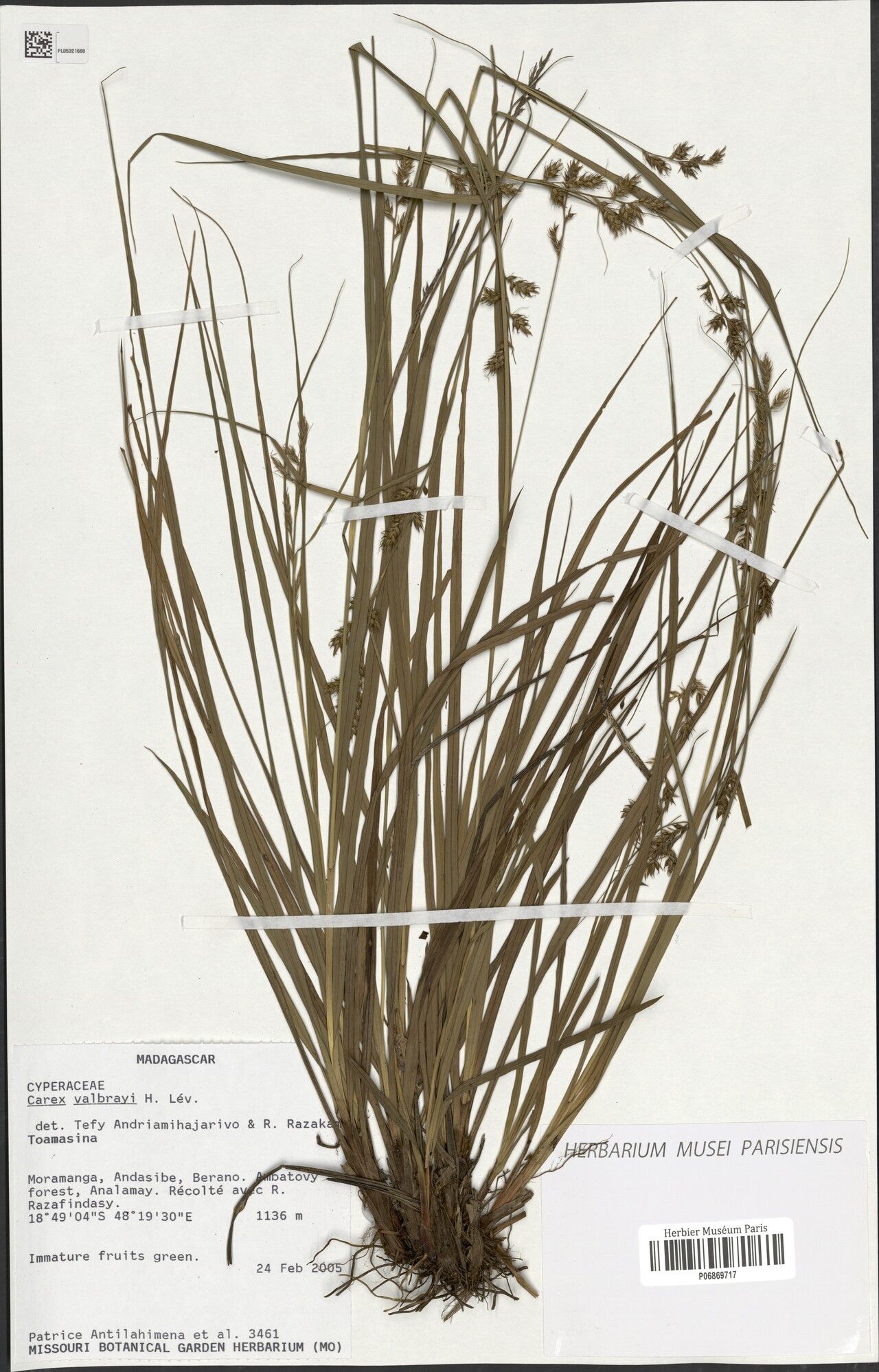 Carex valbrayi — houseplant care guide