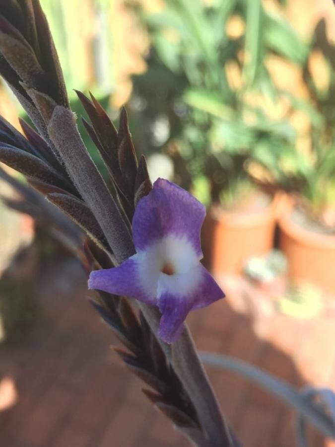 Tillandsia duratii flower