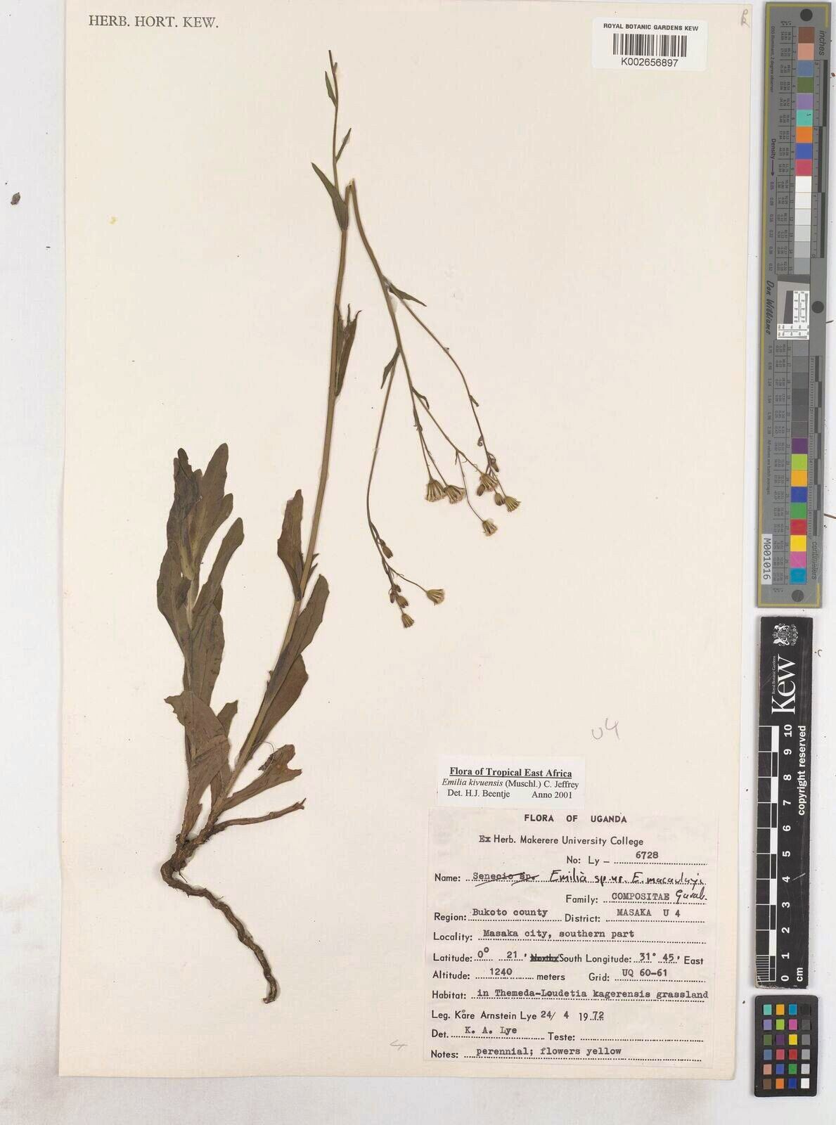 Emilia kivuensis — search result for 'Emilia'