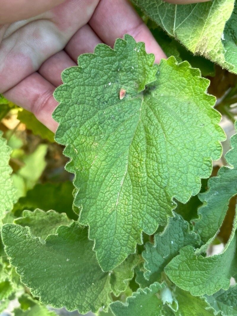 Sideritis infernalis leaf