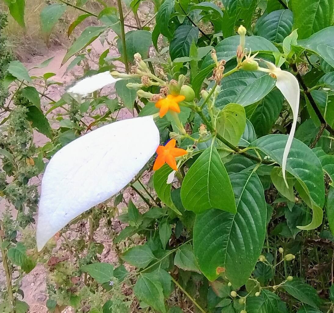 Mussaenda forsteniana flower
