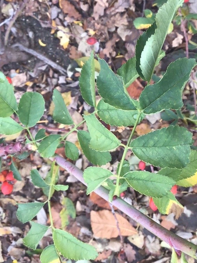 Rosa vagiana — houseplant care guide