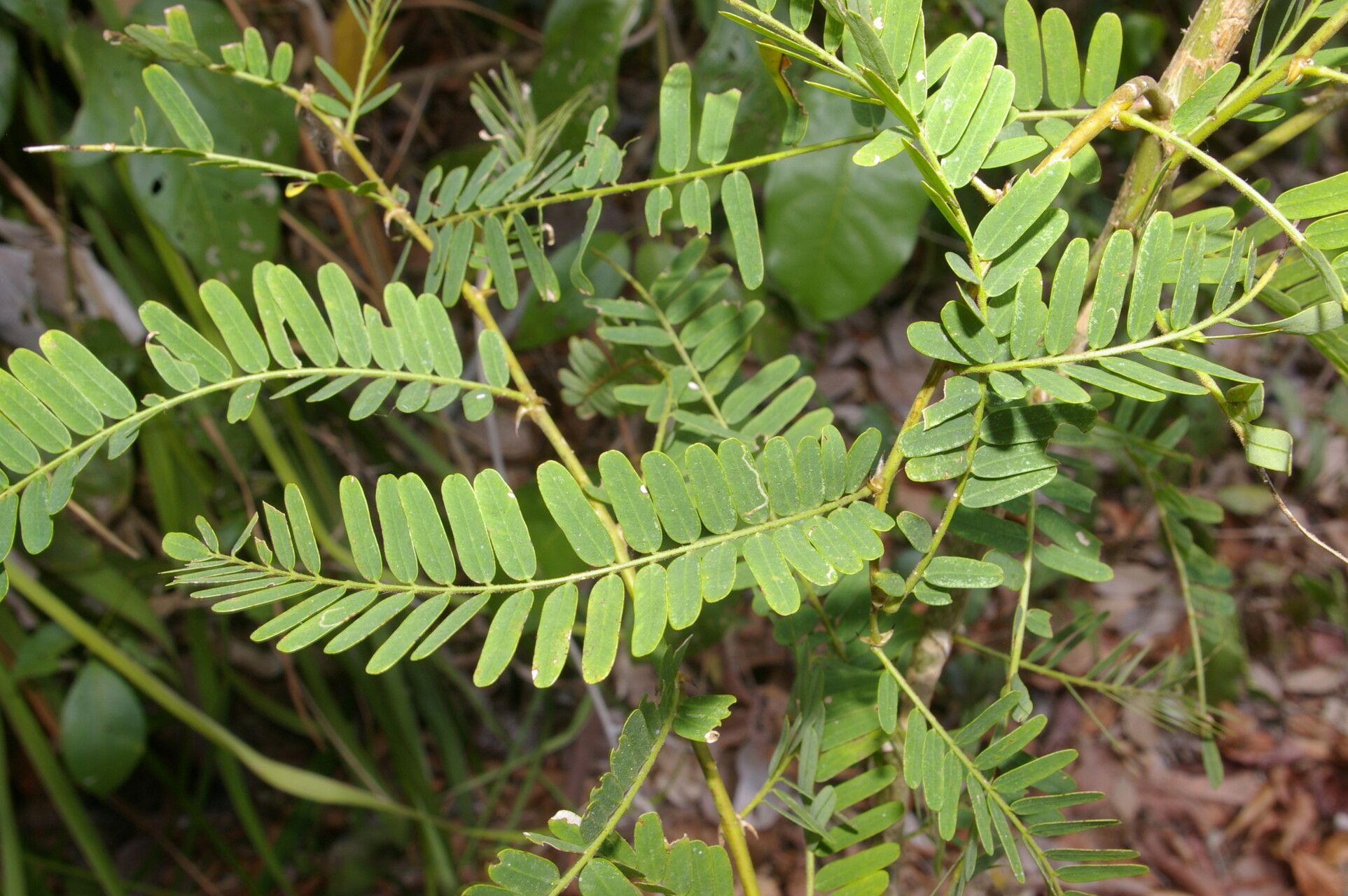 Machaerium microphyllum leaf