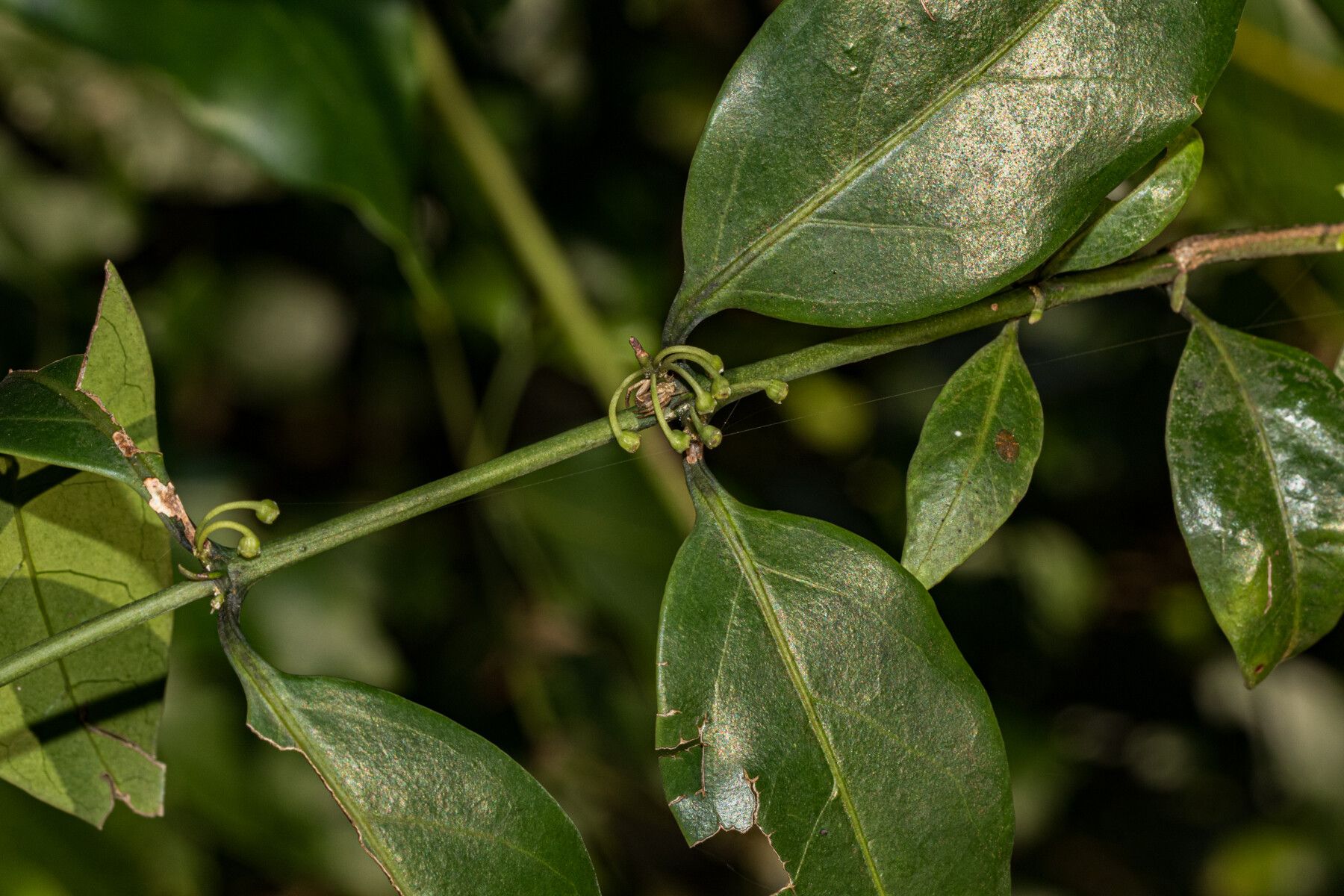 Psydrax kraussioides — houseplant care guide