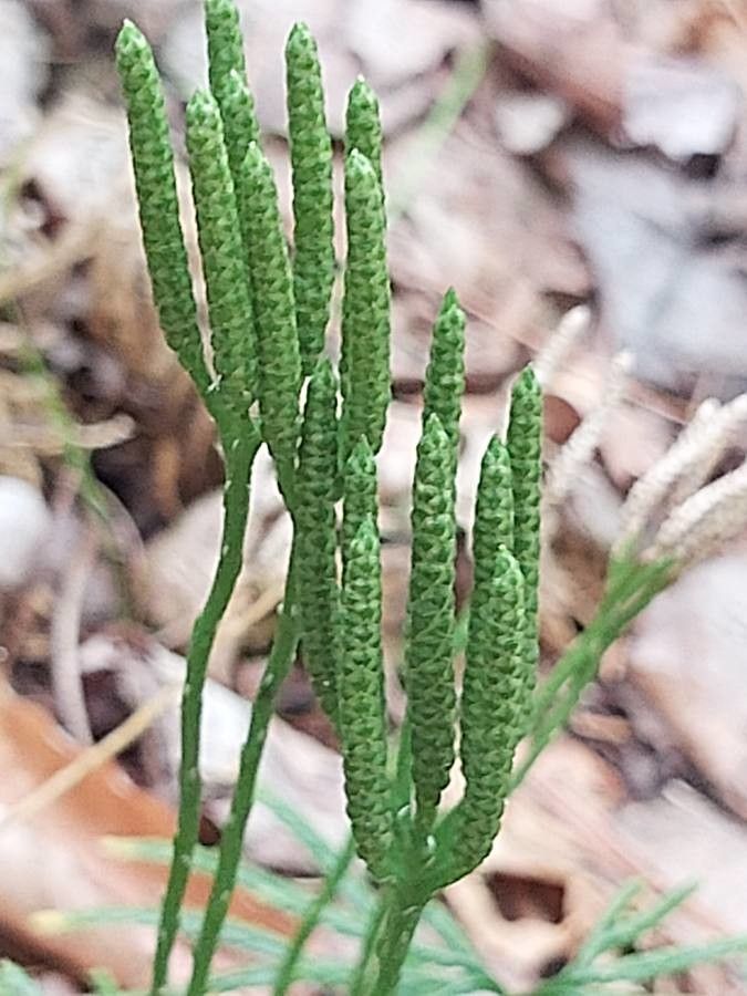 Diphasiastrum complanatum fruit
