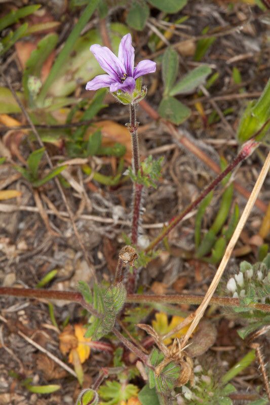 Erodium botrys leaf
