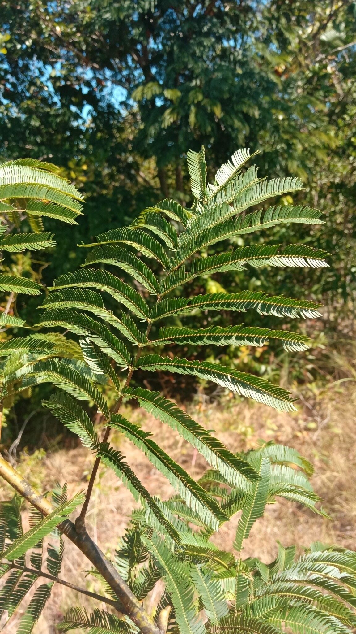 Entada pervillei — search result for 'Entada'