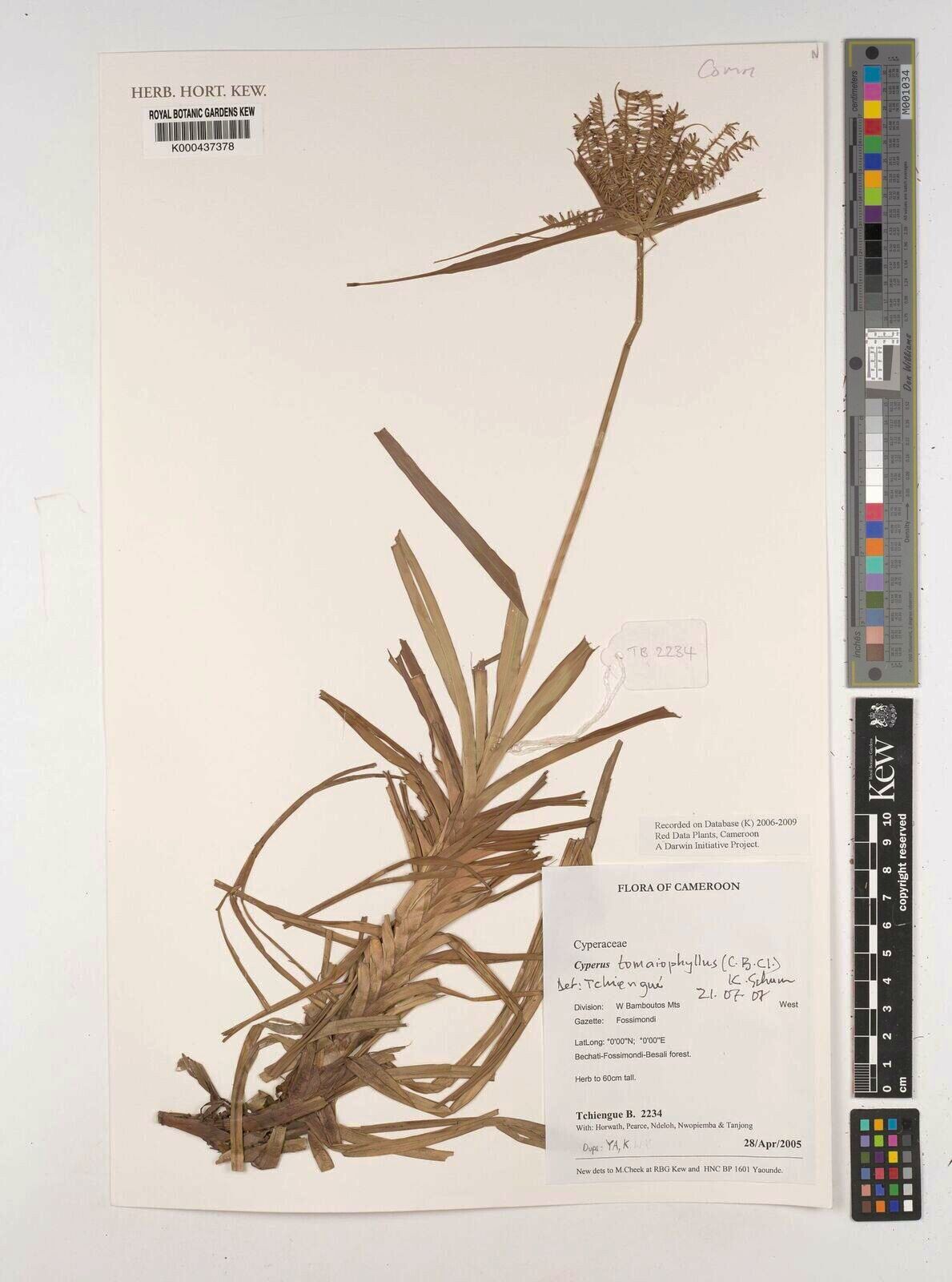 Cyperus tomaiophyllus — houseplant care guide