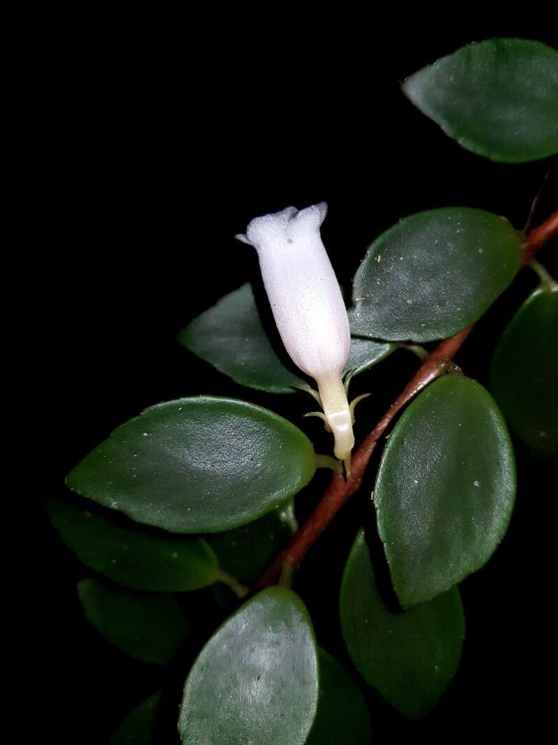Codonanthopsis macradenia leaf