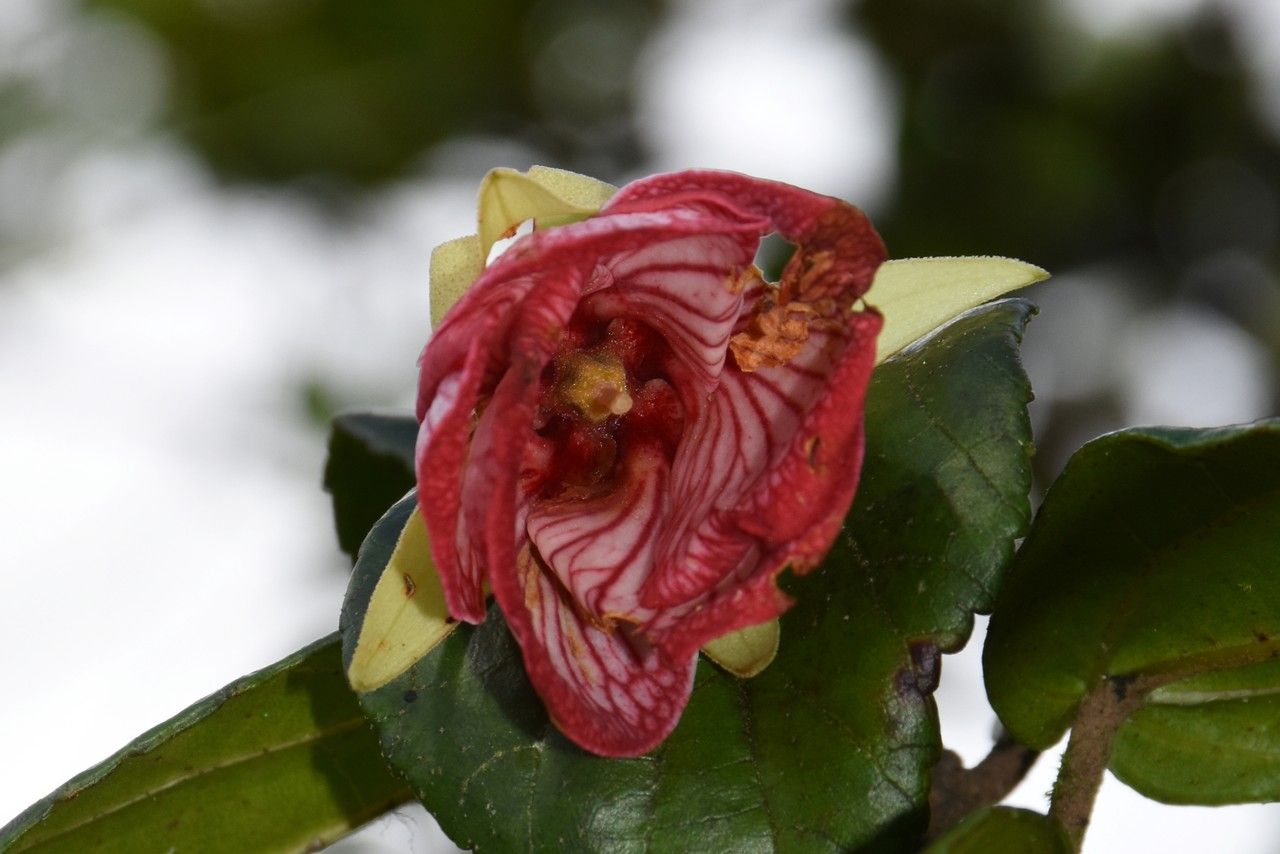 Ruizia blackburniana flower