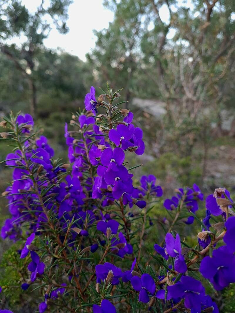 Hovea trisperma — related species from the same genus