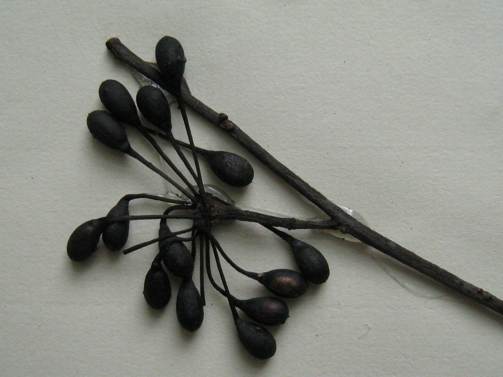 Guatteria foliosa — houseplant care guide