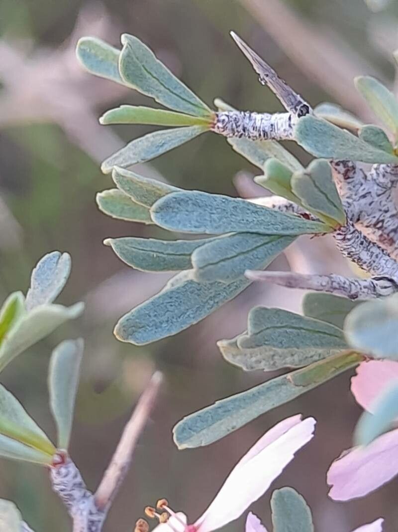 Prunus eburnea — houseplant care guide