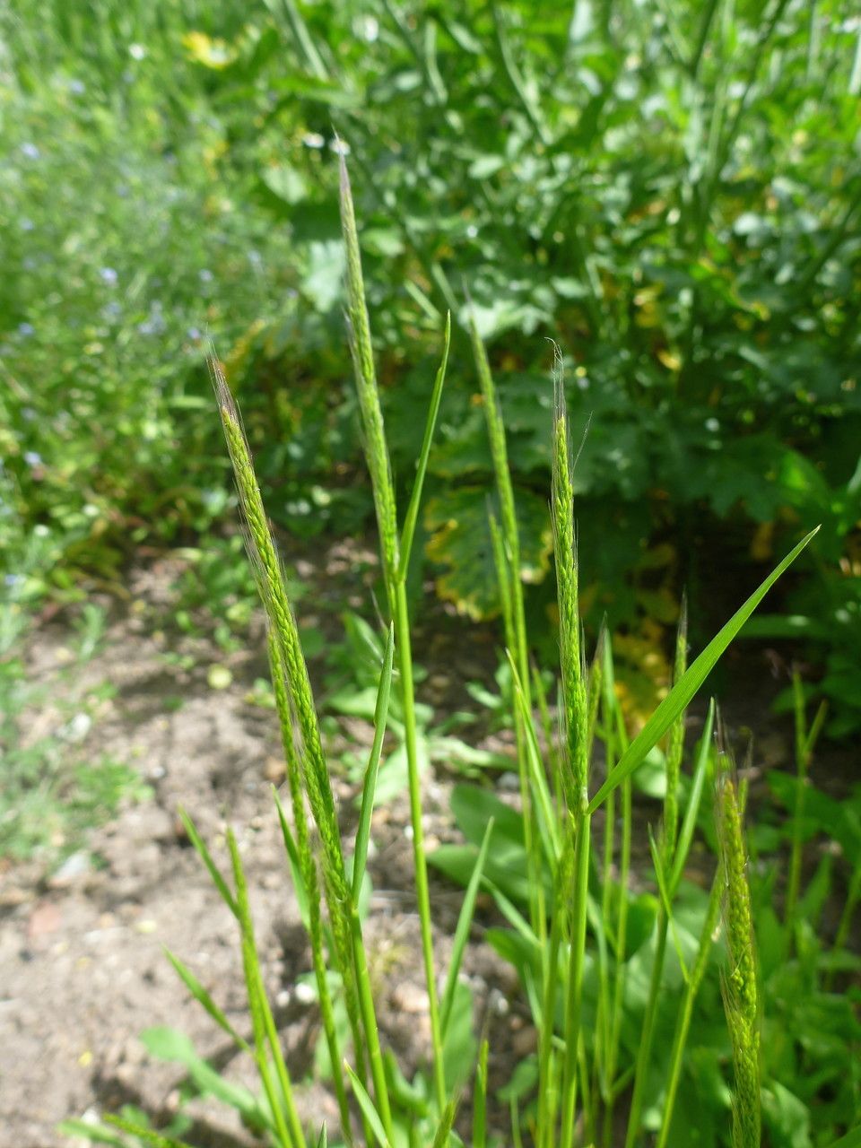 Apera interrupta leaf