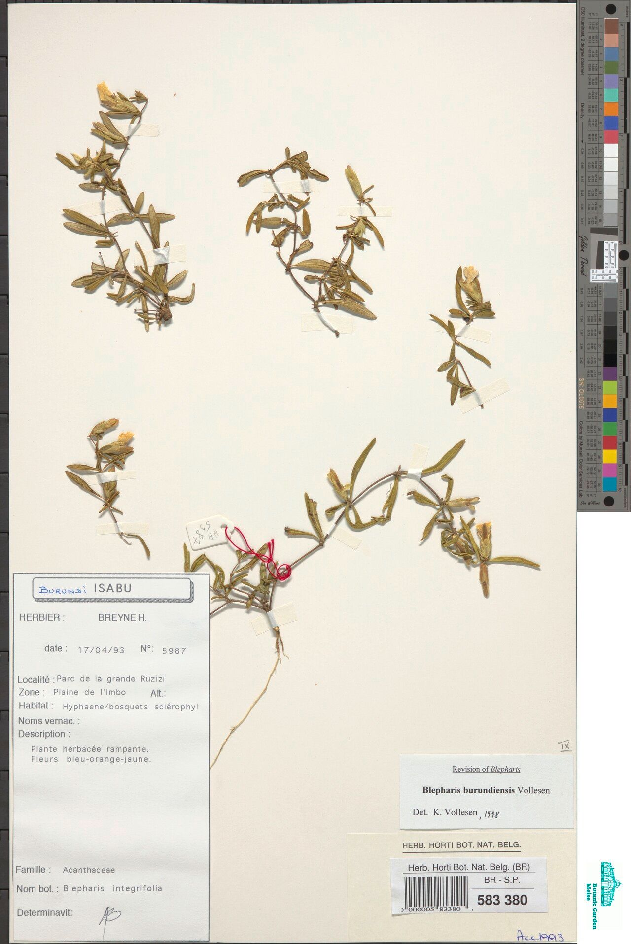 Blepharis burundiensis — related species from the same genus