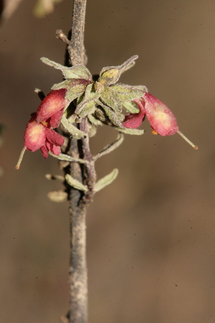 Odontites squarrosus flower