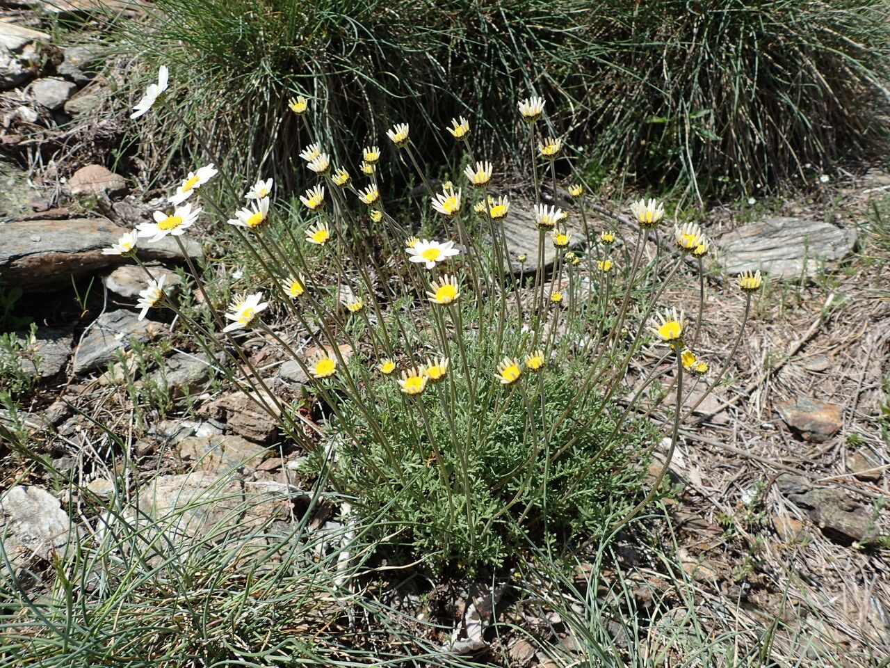 Anthemis cretica habit
