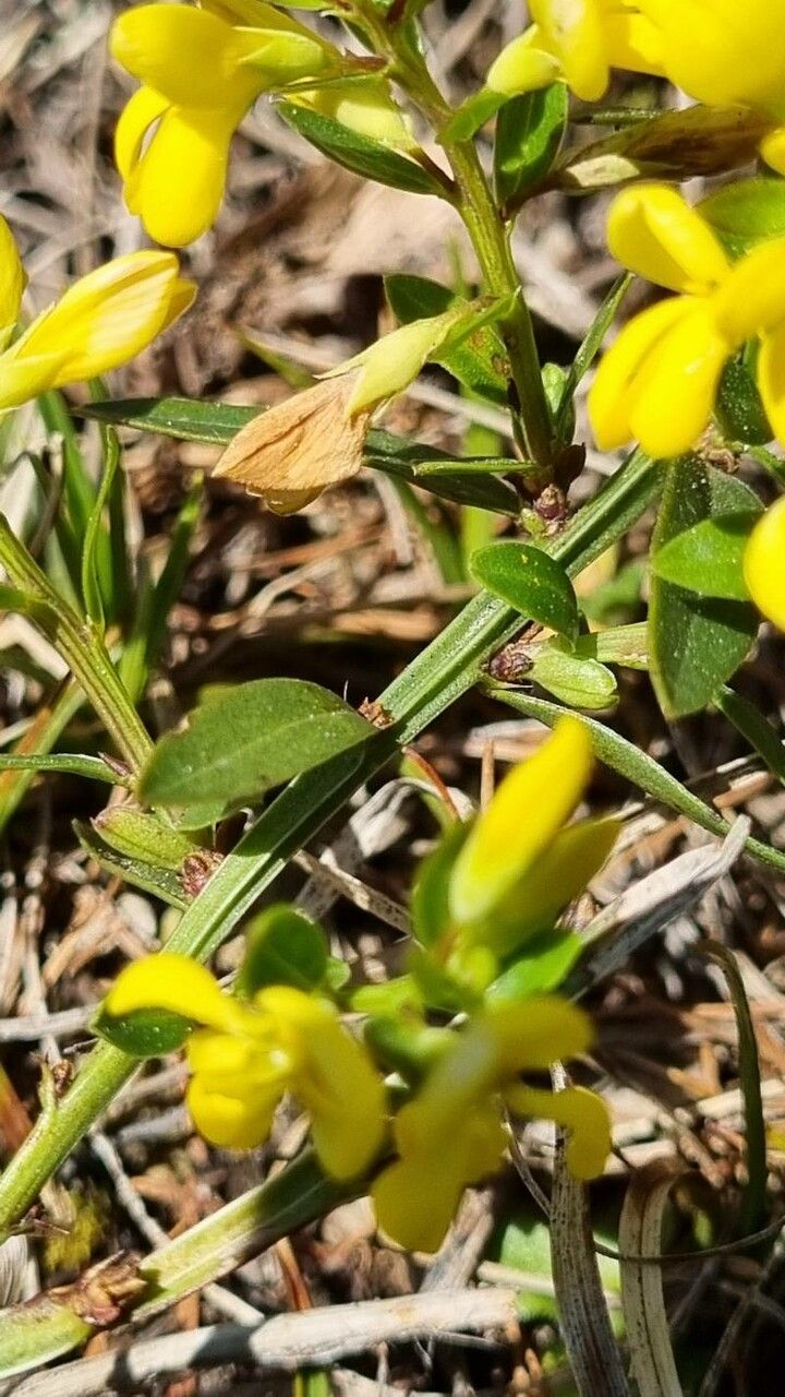 Genista januensis — search result for 'Genista'