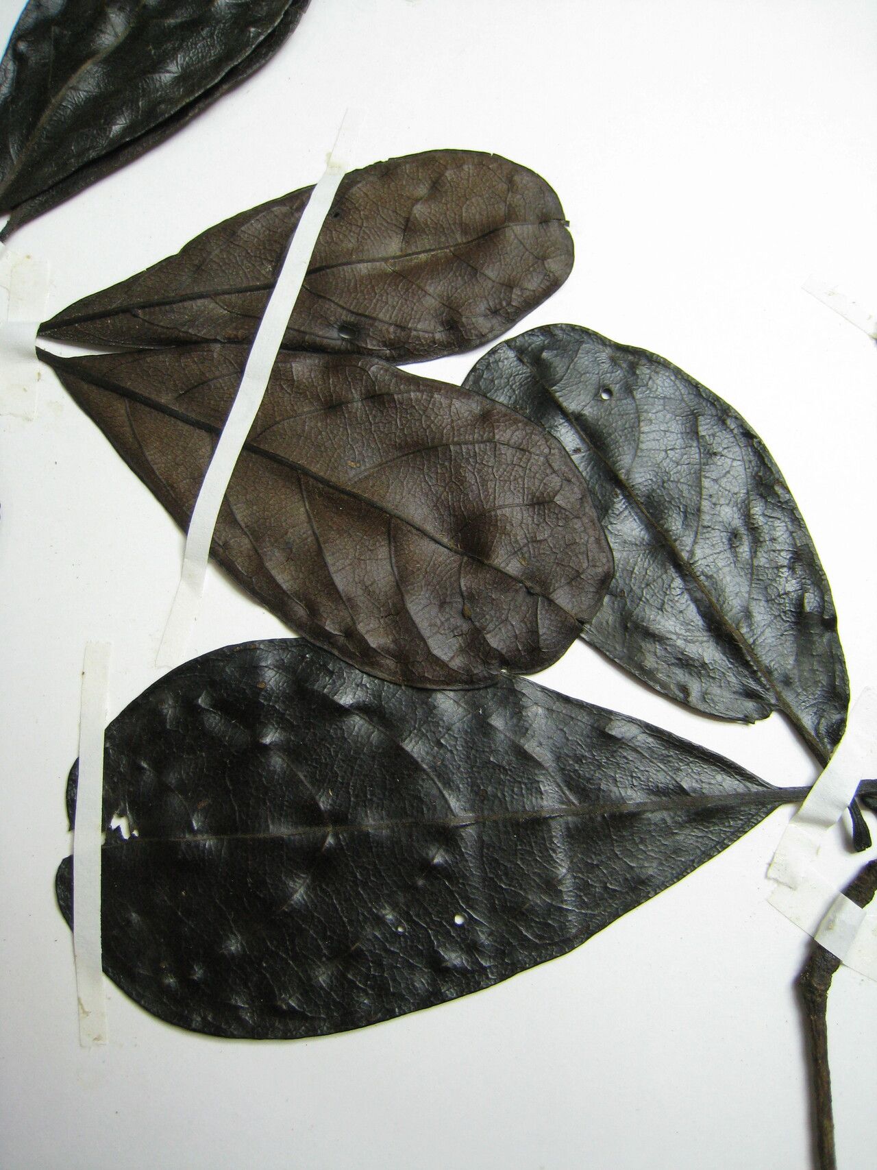 Terminalia grandis other