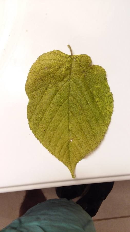 Tilia caroliniana