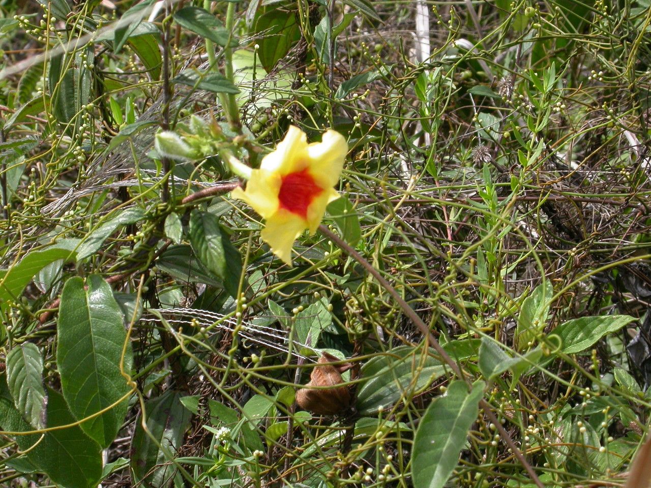 Mandevilla hirsuta flower