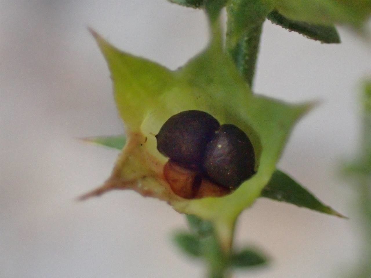 Stachys glutinosa fruit