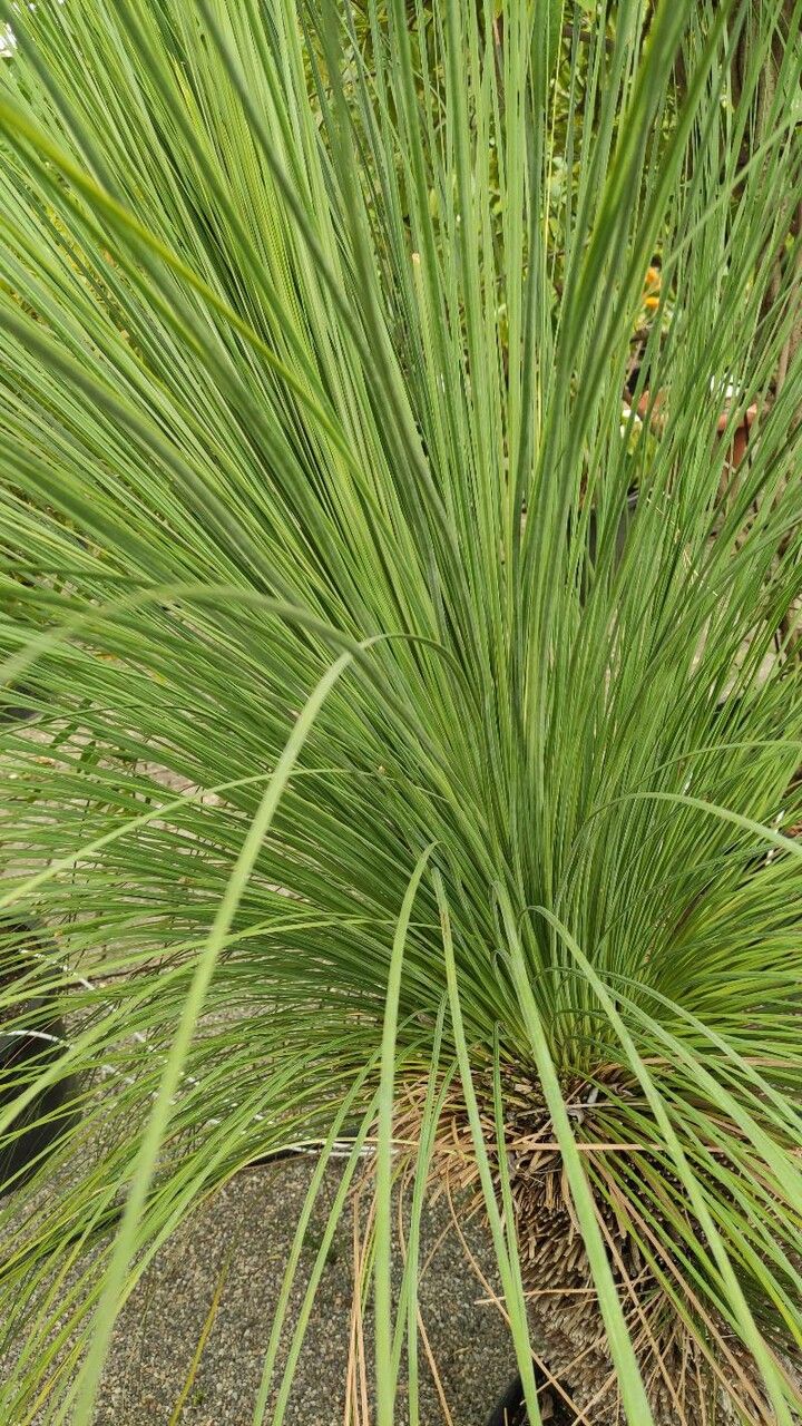Xanthorrhoea quadrangulata leaf