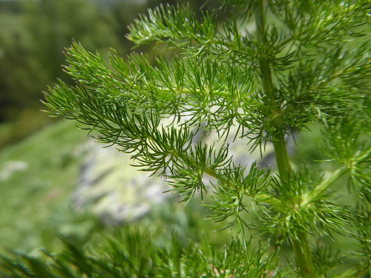 Meum athamanticum leaf