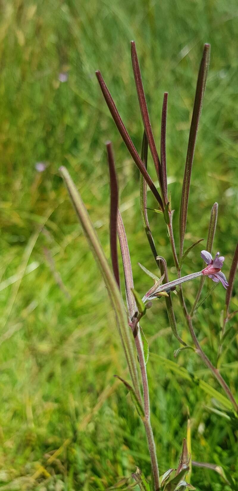 Epilobium palustre fruit