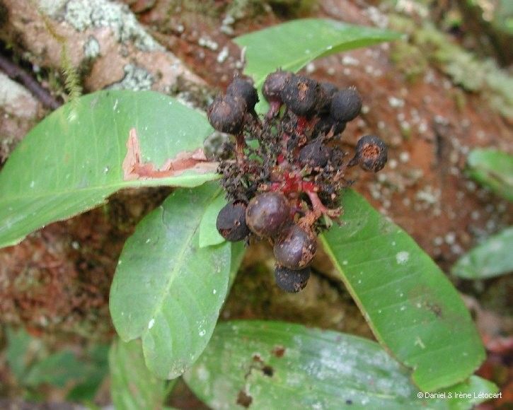 Ixora schlechteri fruit