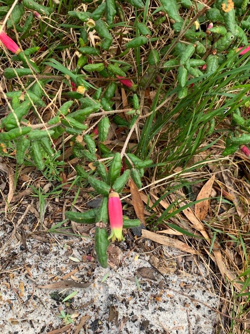 Correa reflexa flower