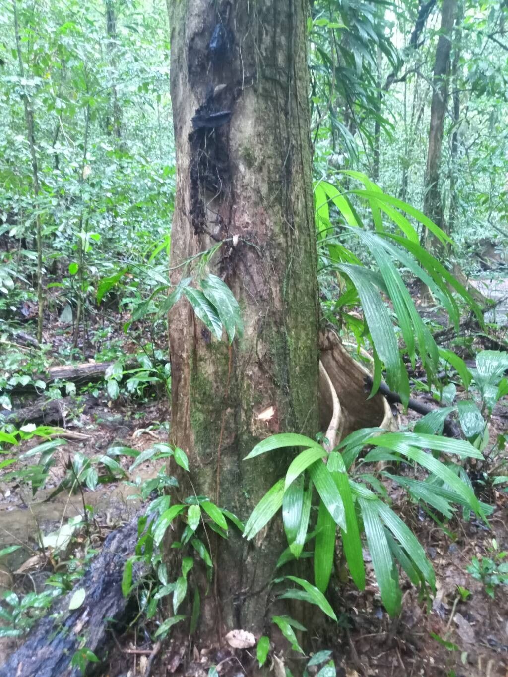 Lecythis pneumatophora bark