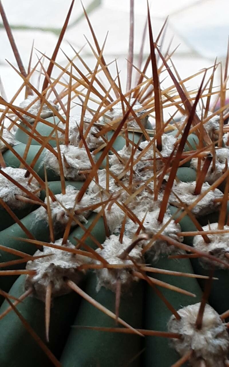 Echinopsis cephalomacrostibas bark