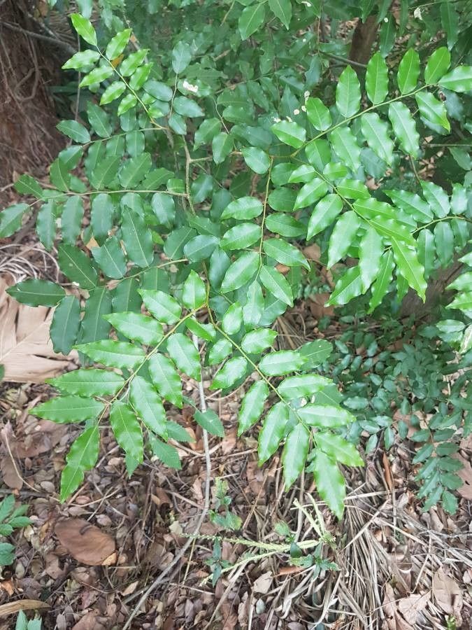 Myroxylon balsamum — related species from the same genus