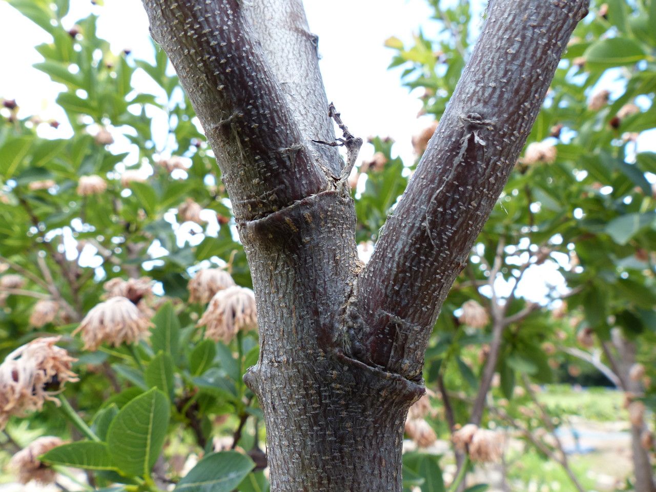 Dais cotinifolia bark