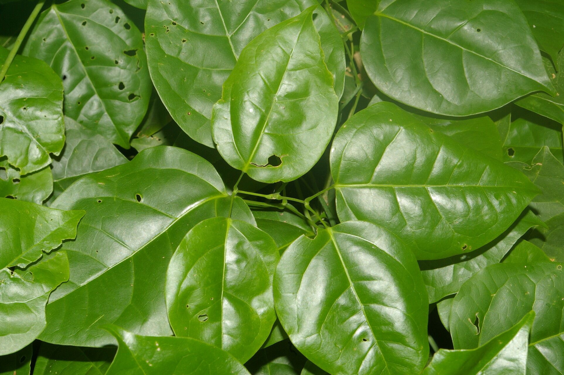 Mansoa hymenaea — related species from the same genus