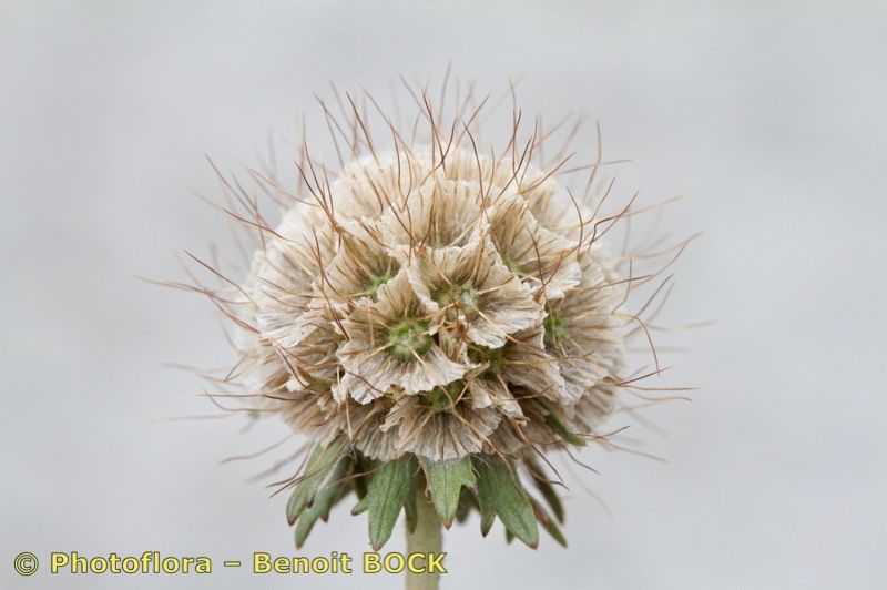 Lomelosia pulsatilloides fruit