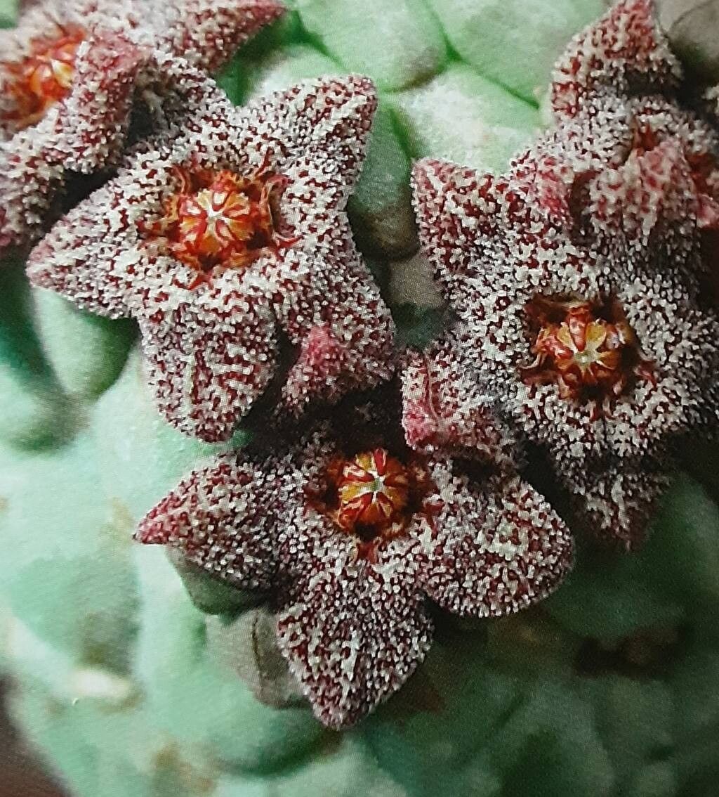 Larryleachia perlata flower