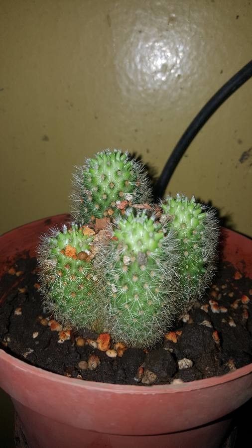 Echinocereus polyacanthus bark