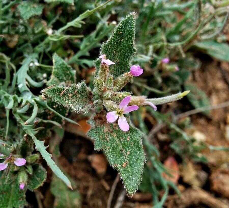 Malcolmia africana flower
