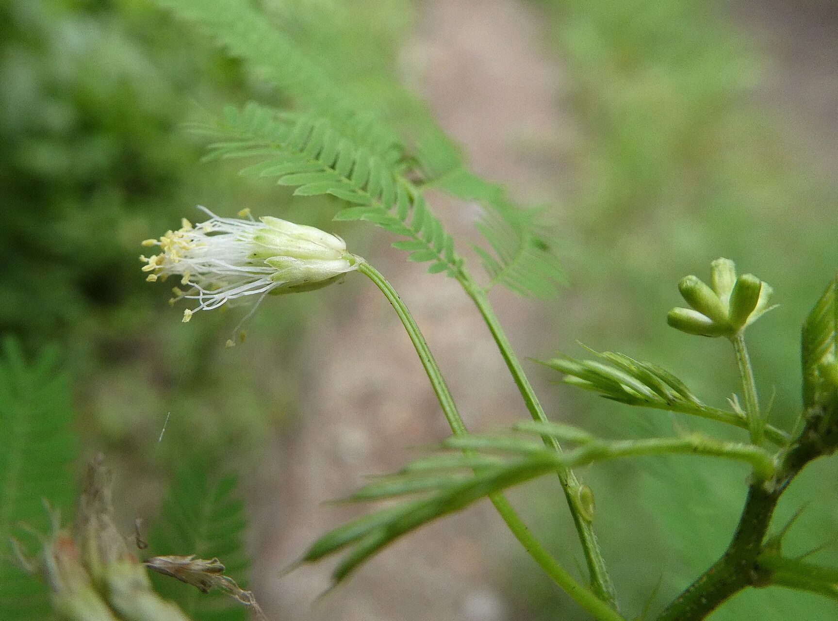 Desmanthus leptophyllus flower