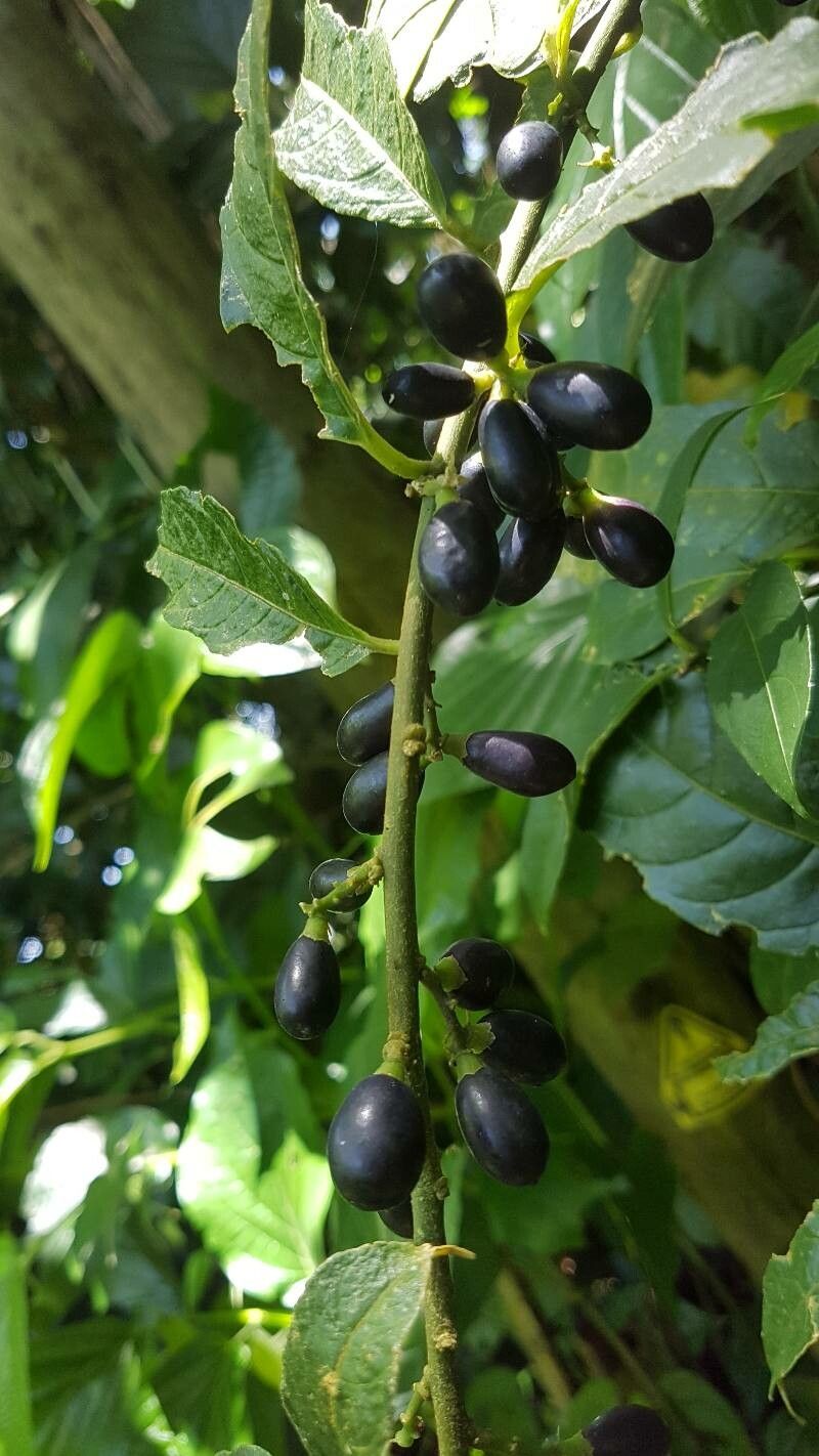 Cestrum laurifolium fruit