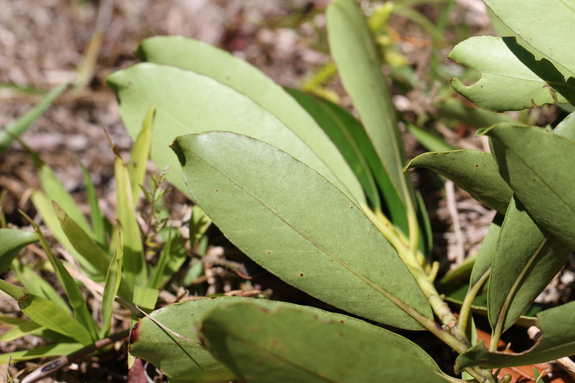 Metrosideros tardiflora leaf