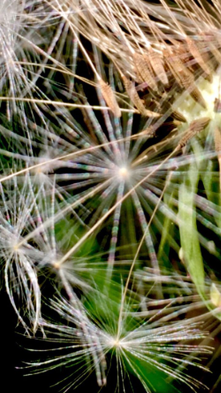 Hyoseris radiata fruit