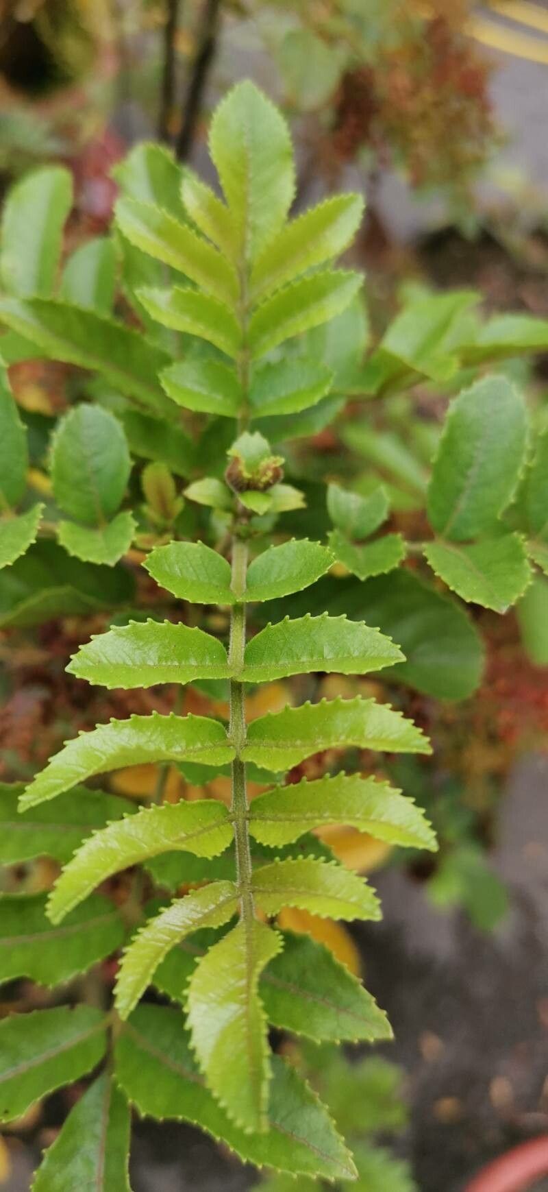 Ackama rosifolia — houseplant care guide